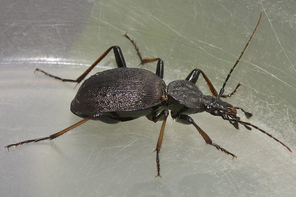 Cychrus attenuatus